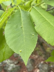 Phylloxera caryaeglobuli