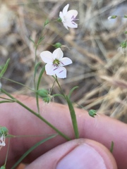 Hesperolinon congestum