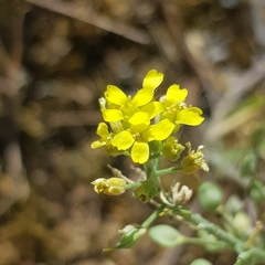 Alyssum montanum