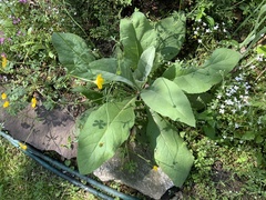 Verbascum thapsus