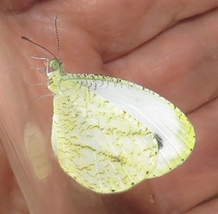 Leptosia alcesta inalcesta