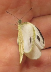 Leptosia alcesta inalcesta