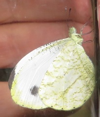 Leptosia alcesta inalcesta