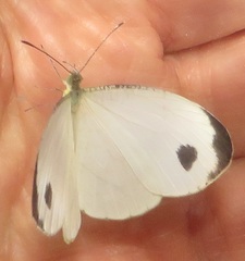 Leptosia alcesta inalcesta