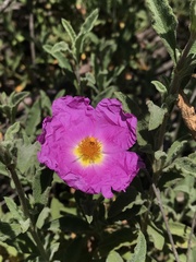 Cistus creticus