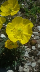 Papaver alpinum