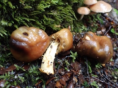 Cortinarius epiphaeus