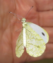 Leptosia alcesta inalcesta