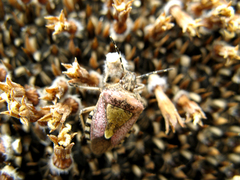 Dolycoris