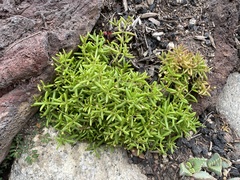 Crassula aquatica