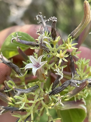 Ciliate Sewervine (Paederia ciliata)