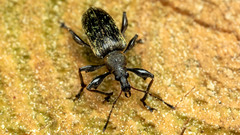 Phyllobius glaucus