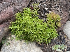 Crassula aquatica