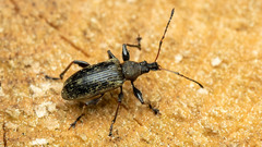 Phyllobius glaucus