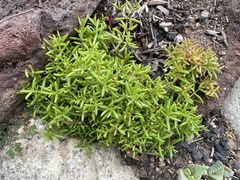 Crassula aquatica