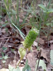 Prunella grandiflora