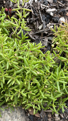 Crassula aquatica