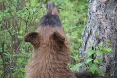 Ursus americanus