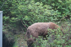Ursus americanus