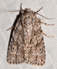 Acronicta hamamelis