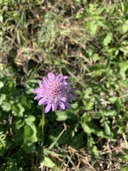 Sixalix atropurpurea