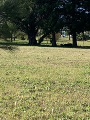 Colaptes melanochloros