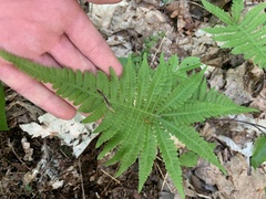 Phegopteris connectilis