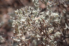 Eremophila bowmanii
