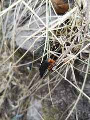 Gnamptonychia ventralis