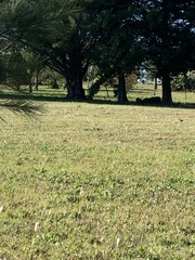 Colaptes melanochloros