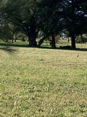 Colaptes melanochloros