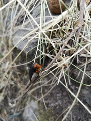 Gnamptonychia ventralis