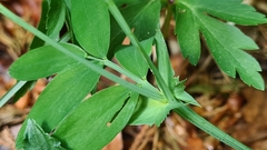 Lathyrus linifolius