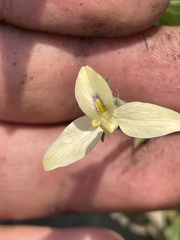 Carlowrightia neesiana