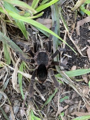 Eupalaestrus weijenberghi