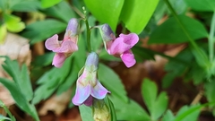 Lathyrus linifolius
