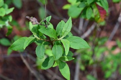 Ageratina ligustrina