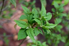 Ageratina ligustrina