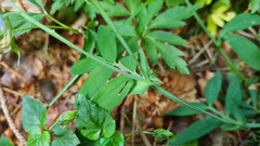 Lathyrus linifolius