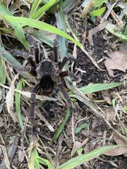 Eupalaestrus weijenberghi