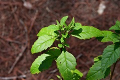 Ageratina ligustrina