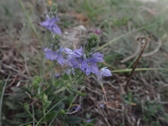 Veronica orsiniana