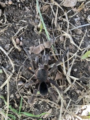 Eupalaestrus weijenberghi