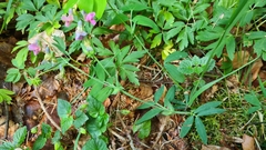 Lathyrus linifolius