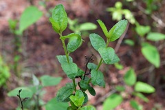 Archibaccharis serratifolia