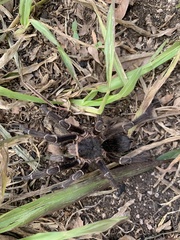 Eupalaestrus weijenberghi