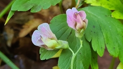 Lathyrus linifolius