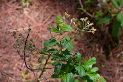 Archibaccharis serratifolia