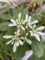 Euphorbia leucocephala