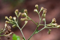 Archibaccharis serratifolia